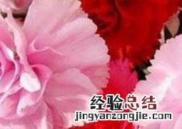 康乃馨怎么养家庭养法水养 康乃馨怎么养