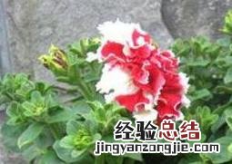 康乃馨怎么养家庭养法水养 康乃馨怎么养
