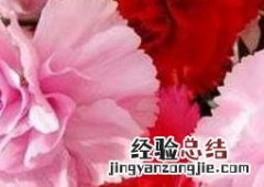 康乃馨怎么养家庭养法水养 康乃馨怎么养