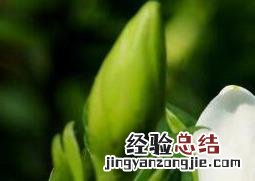 栀子花怎么养家庭养法 栀子花怎么养