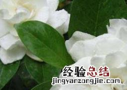 栀子花怎么养家庭养法 栀子花怎么养