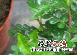 清香木怎么养 清香木怎么养才能更旺盛