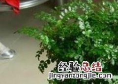 清香木怎么养 清香木怎么养才能更旺盛