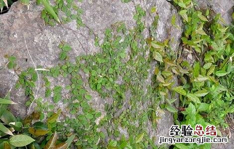 络石藤泡水喝的禁忌及用法用量 络石藤可以泡水喝吗