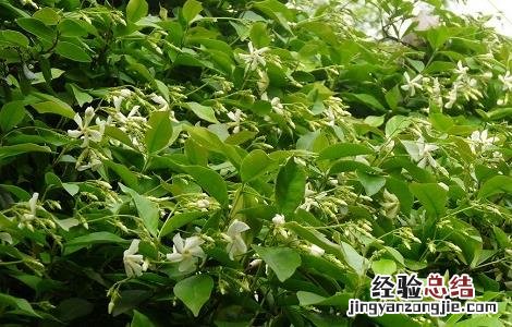 络石藤泡水喝的禁忌及用法用量 络石藤可以泡水喝吗