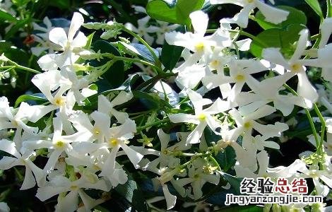 络石藤泡水喝的禁忌及用法用量 络石藤可以泡水喝吗