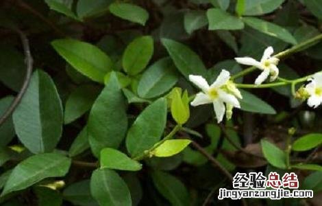 络石藤泡水喝的禁忌及用法用量 络石藤可以泡水喝吗