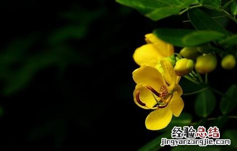 决明子泡水喝的害处和坏处 决明子泡水喝的害处