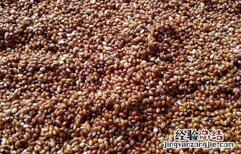 决明子泡水喝的害处和坏处 决明子泡水喝的害处