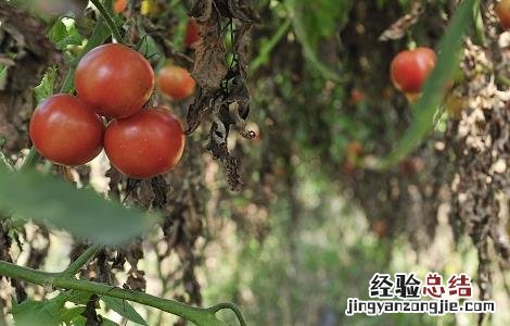 西红柿不能和什么一起吃香哈网手机版 西红柿不能和什么一起吃