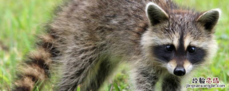 在中国可以养浣熊吗 中国能养浣熊吗