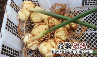 黄精功效 黄精功效简单介绍