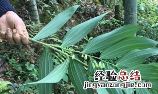 黄精的药用价值 黄精功效