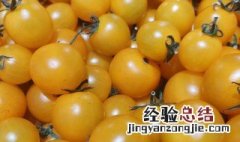 黄番茄为什么比红的贵 黄番茄为啥比红的贵