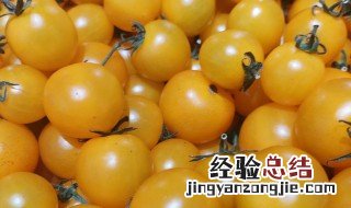 黄番茄为什么比红的贵 黄番茄为啥比红的贵