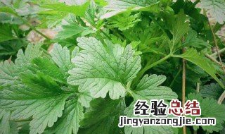新鲜益母草功效 新鲜益母草功效简单介绍