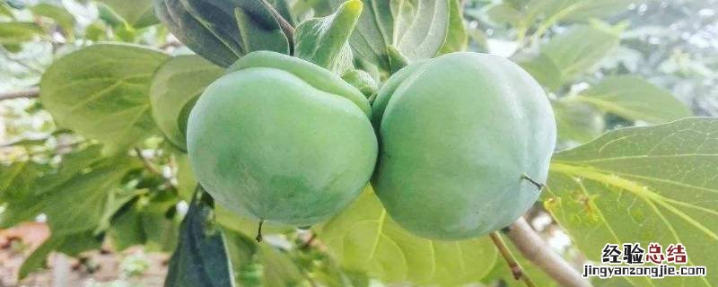 青柿子去涩最简单的方法 青柿子怎么吃才不涩