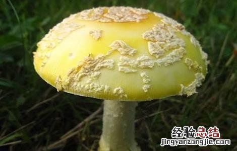 什么样的蘑菇是有毒的 什么样的蘑菇是有毒的呢