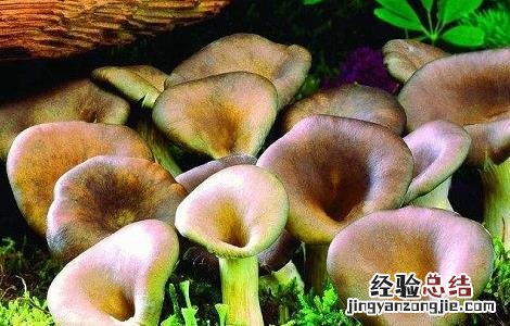 什么样的蘑菇是有毒的 什么样的蘑菇是有毒的呢