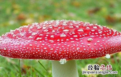 什么样的蘑菇是有毒的 什么样的蘑菇是有毒的呢