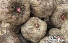 什么人不能吃魔芋豆腐 什么人不能吃魔芋