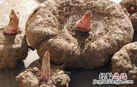 什么人不能吃魔芋豆腐 什么人不能吃魔芋