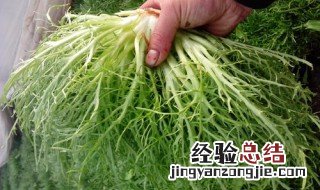 干苦苣菜的功效与作用 苦苣菜作用和功效