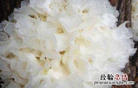 银耳不能和什么一起吃 冰糖银耳不能和什么一起吃