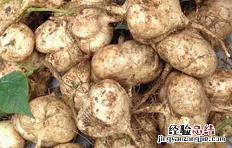 地瓜发芽了还能吃吗怎么养殖 地瓜发芽了还能吃吗