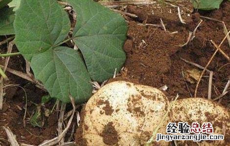 地瓜发芽了还能吃吗怎么养殖 地瓜发芽了还能吃吗