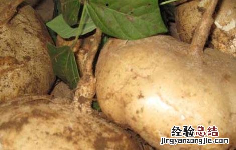 地瓜发芽了还能吃吗怎么养殖 地瓜发芽了还能吃吗