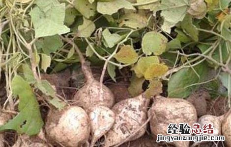 地瓜发芽了还能吃吗怎么养殖 地瓜发芽了还能吃吗