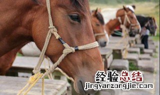 马是怎样睡觉的站着睡 马是怎样睡觉的