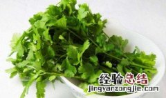 香菜幼苗能不能晒太阳养 香菜幼苗能不能晒太阳