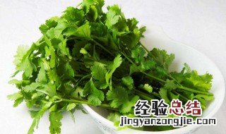 香菜幼苗能不能晒太阳养 香菜幼苗能不能晒太阳