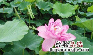 白洋淀的荷花开到几月份 白洋淀的荷花盛开的时间是几月