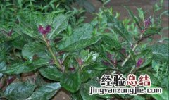 红背菜的功效与作用 红背菜有哪些功效与作用