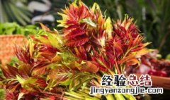 香椿没焯水吃了会中毒吗 香椿焯水后还有毒吗