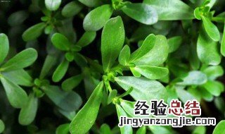 马齿苋可不可以染头发 马齿苋可不可以染头发呢