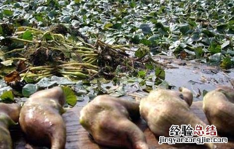菱角不能和什么一起吃 菱角不能和什么一起吃,可以多吃吗?
