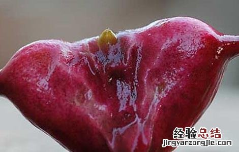 孕妇可以吃菱角吗 孕妇可以吃菱角吗孕中期