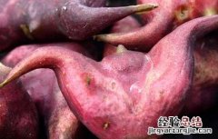 孕妇可以吃菱角吗 孕妇可以吃菱角吗孕中期