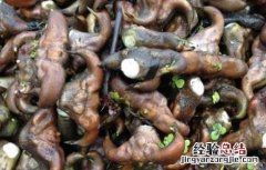 菱角可以生吃吗削皮吃么 菱角可以生吃吗