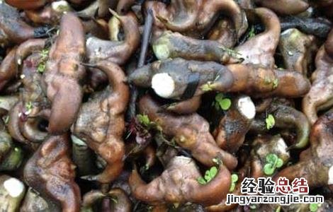 菱角可以生吃吗削皮吃么 菱角可以生吃吗