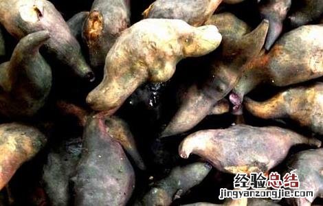 菱角可以生吃吗削皮吃么 菱角可以生吃吗