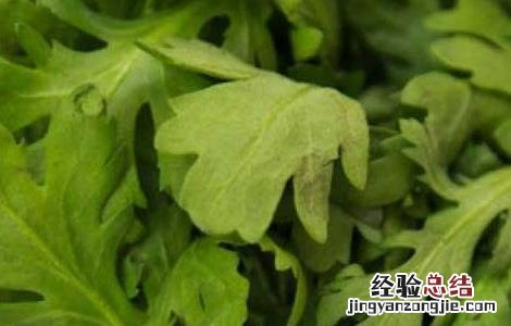 茼蒿不能和什么一起吃香哈网手机版 茼蒿不能和什么一起吃