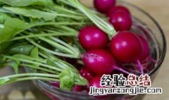 萝卜的拼音怎么写 萝卜的拼音怎么写的拼