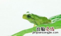 蛙怎么组词 洼的组词