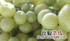 鸡皮果怎么腌制 鸡皮果腌制的方法