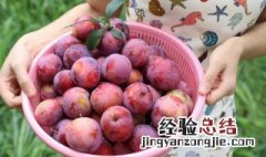 李子怎么吃才不会酸 酸甜李子的做法分享
